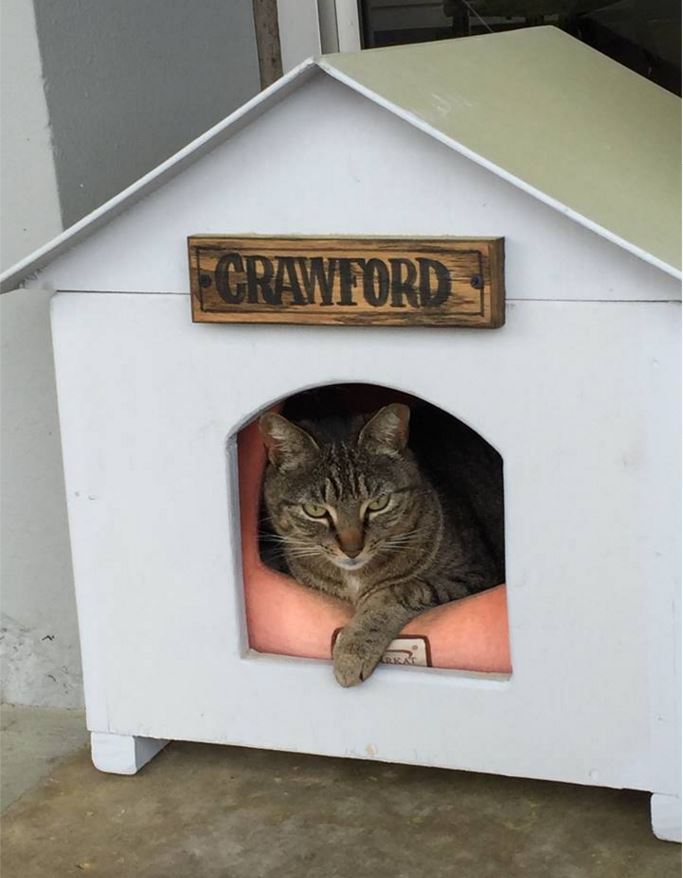 Crawford_cat