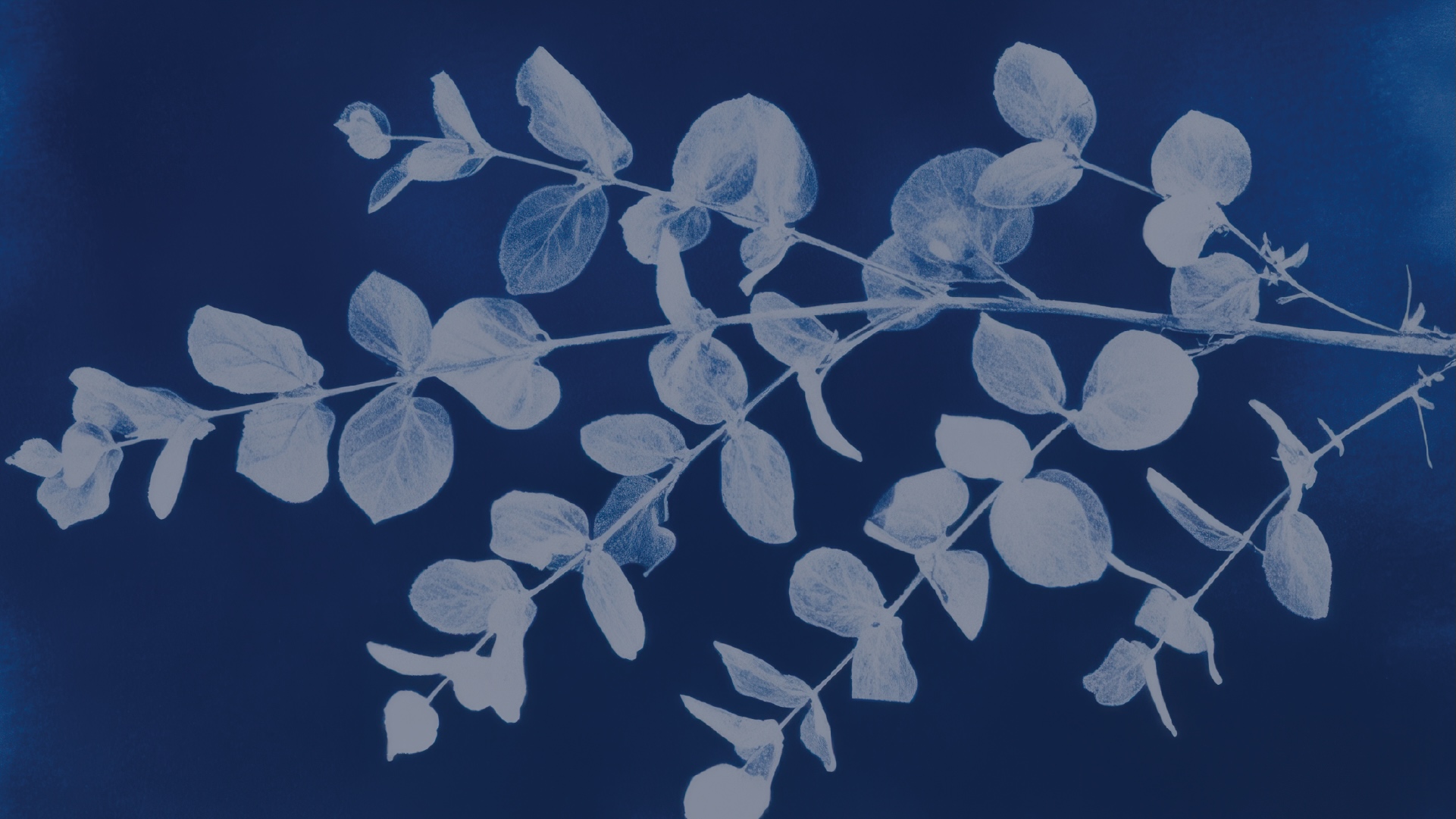 Cyanotype Workshop - Robert W. Woodruff Library: Atlanta University ...